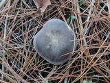 Tricholoma terreum image