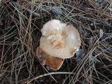 Rhodocollybia butyracea image