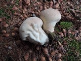 Lycoperdon excipuliforme image