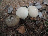 Lycoperdon excipuliforme image