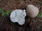 Lycoperdon excipuliforme image