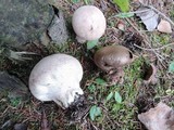 Lycoperdon excipuliforme image