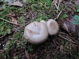Hygrophorus pustulatus image