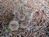 Strobilurus esculentus image