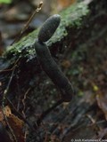 Xylaria comosoides image
