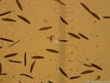 Xylaria comosoides image