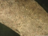 Xylaria comosoides image
