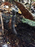 Xylaria comosoides image