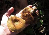 Pholiota multifolia image