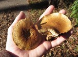 Pholiota multifolia image