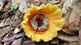 Aseroë floriformis image