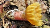 Aseroë floriformis image