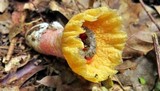 Aseroë floriformis image