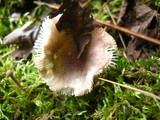 Russula fragilis image