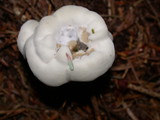 Hydnellum suaveolens image
