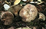 Paxillus cuprinus image