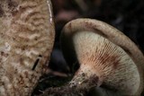 Paxillus cuprinus image