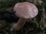 Rugosomyces carneus image