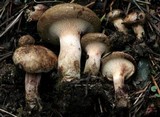 Paxillus cuprinus image