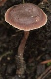 Gymnopus foetidus image