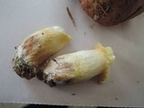 Suillus neoalbidipes image