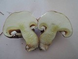 Suillus neoalbidipes image