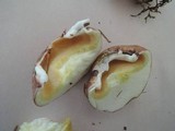 Suillus neoalbidipes image