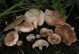 Lactarius pubescens var. betulae image