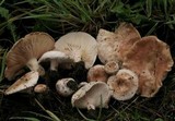 Lactarius pubescens var. betulae image
