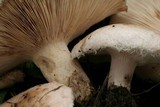 Lactarius pubescens var. betulae image