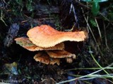 Pycnoporellus fulgens image