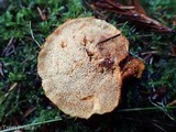 Pycnoporellus fulgens image