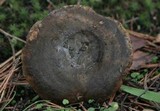 Lactarius turpis image