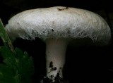 Lactarius pubescens var. betulae image