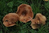 Paxillus cuprinus image