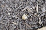 Coprinopsis variegata image