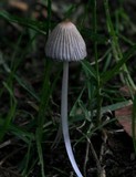 Coprinellus impatiens image