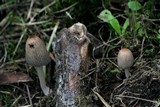 Coprinellus impatiens image