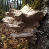 Trametes gibbosa image