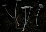 Mycena stylobates image