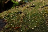 Multiclavula mucida image