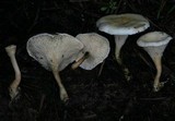 Hygrophoropsis aurantiaca image