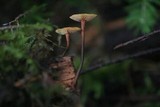 Xeromphalina fulvipes image