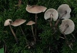 Gymnopus confluens image