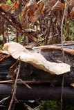 Tyromyces chioneus image