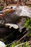 Tyromyces chioneus image