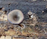 Arrhenia epichysium image