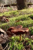 Cortinarius semisanguineus image