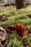 Cortinarius semisanguineus image