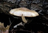 Pluteus petasatus image